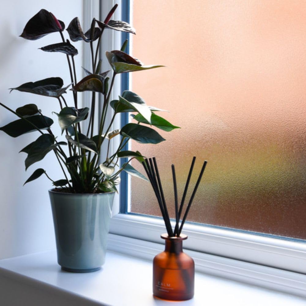 Thompson and Morgan Anthurium Black Love Plant in Pot 12cm Image 3