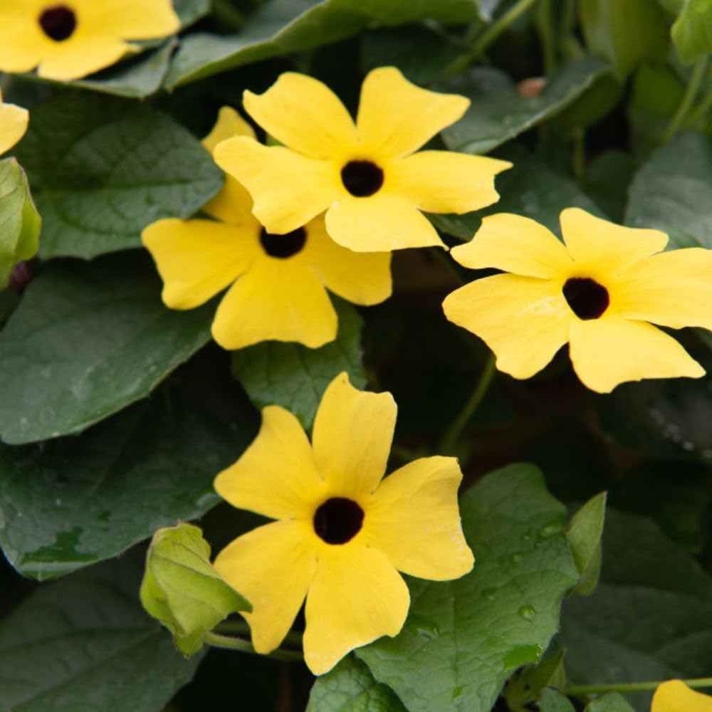 Thompson and Morgan Thunbergia Sunny Susy Collection Jumbo Plug Plant 10 Pack Image 5