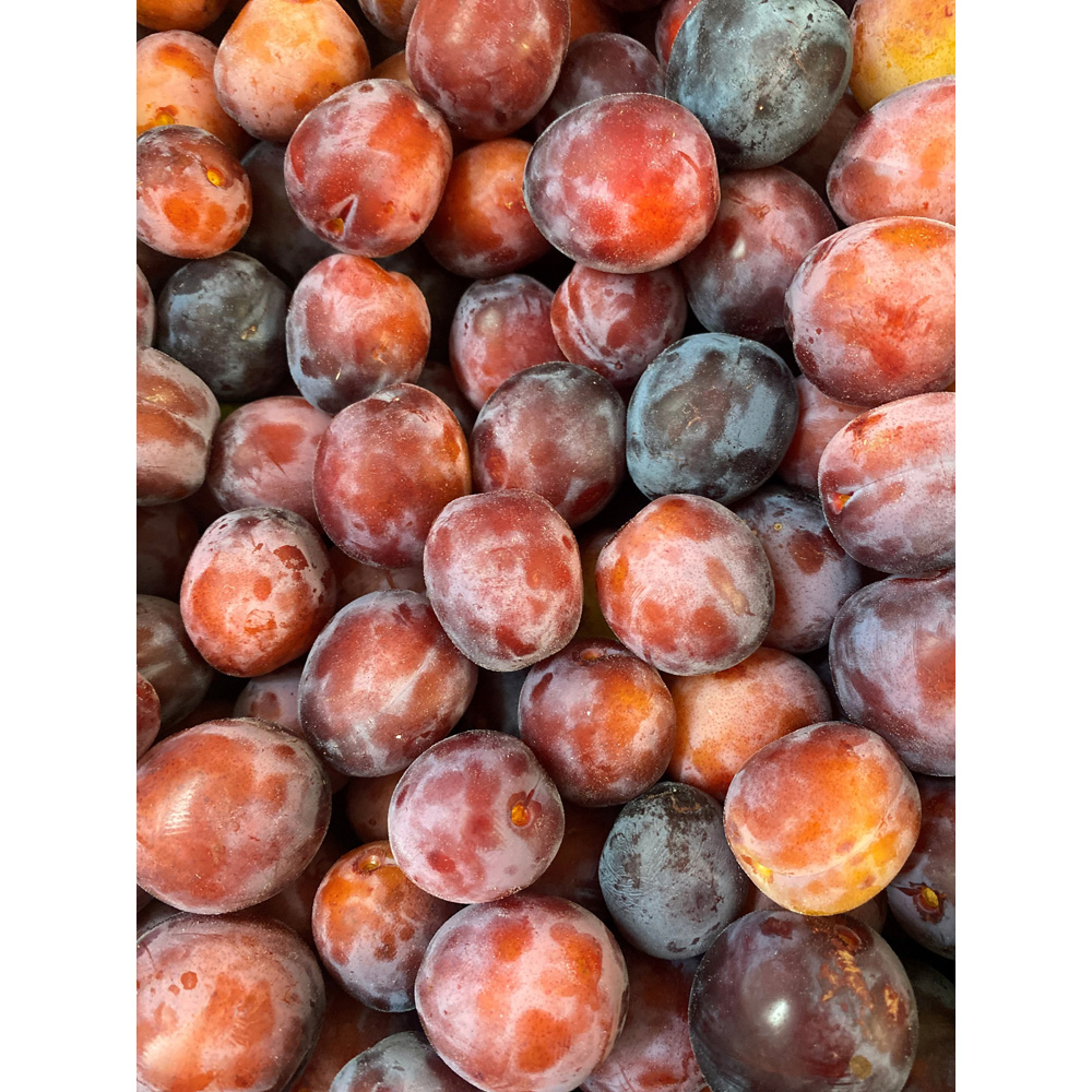 Frank P Matthews Trees Plum Prunus Opal St. Julien A Bush Tree in Pot 12L Image 2