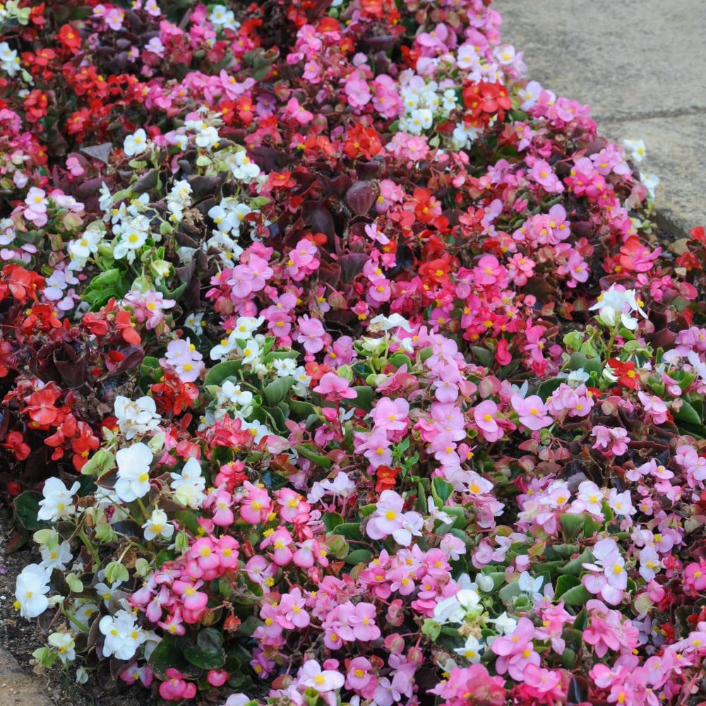 Thompson and Morgan Garden Ready Bumper Collection Garden Ready Plant 360 Pack Image 6