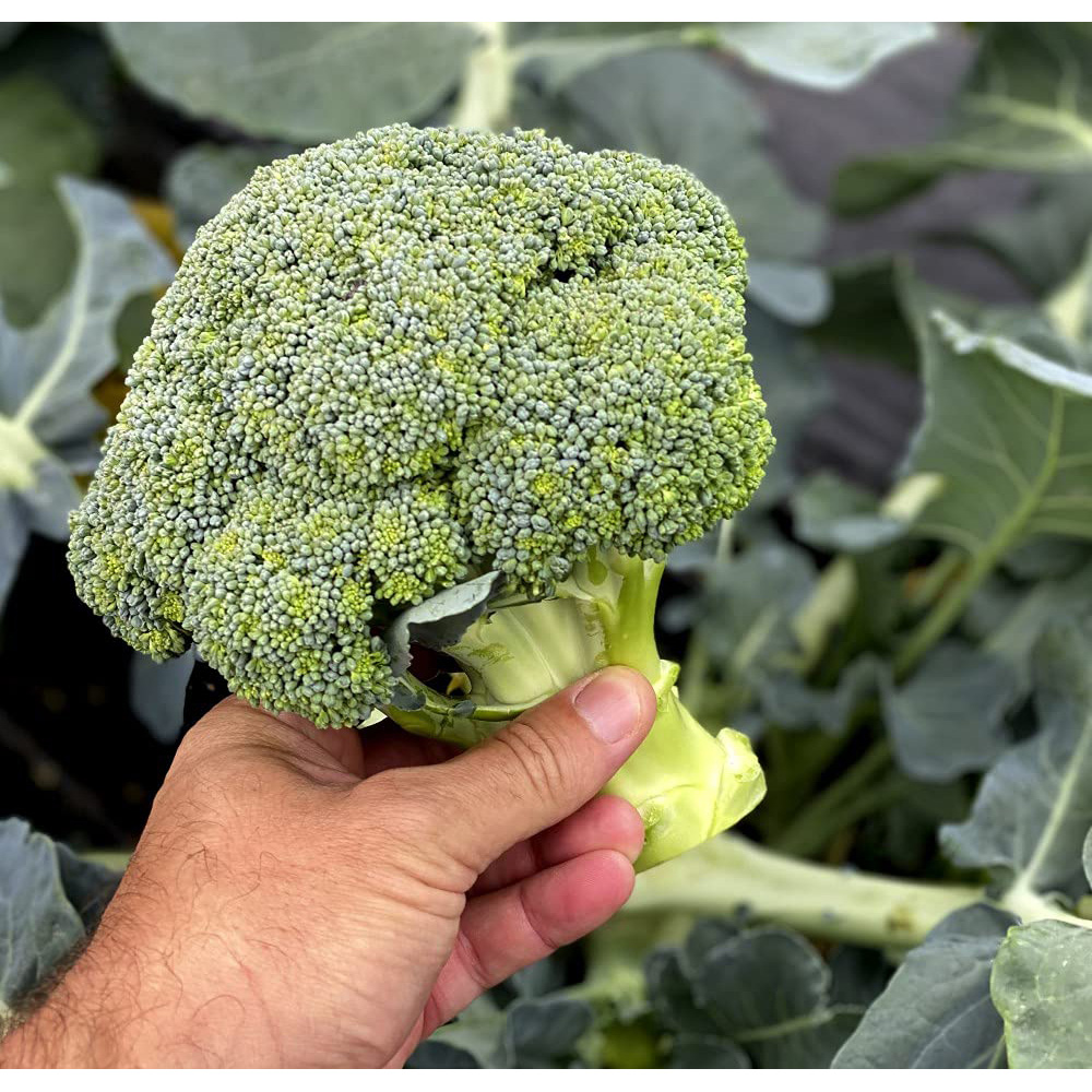 Thompson and Morgan Broccoli Blue Finn F1 Seeds Image 3
