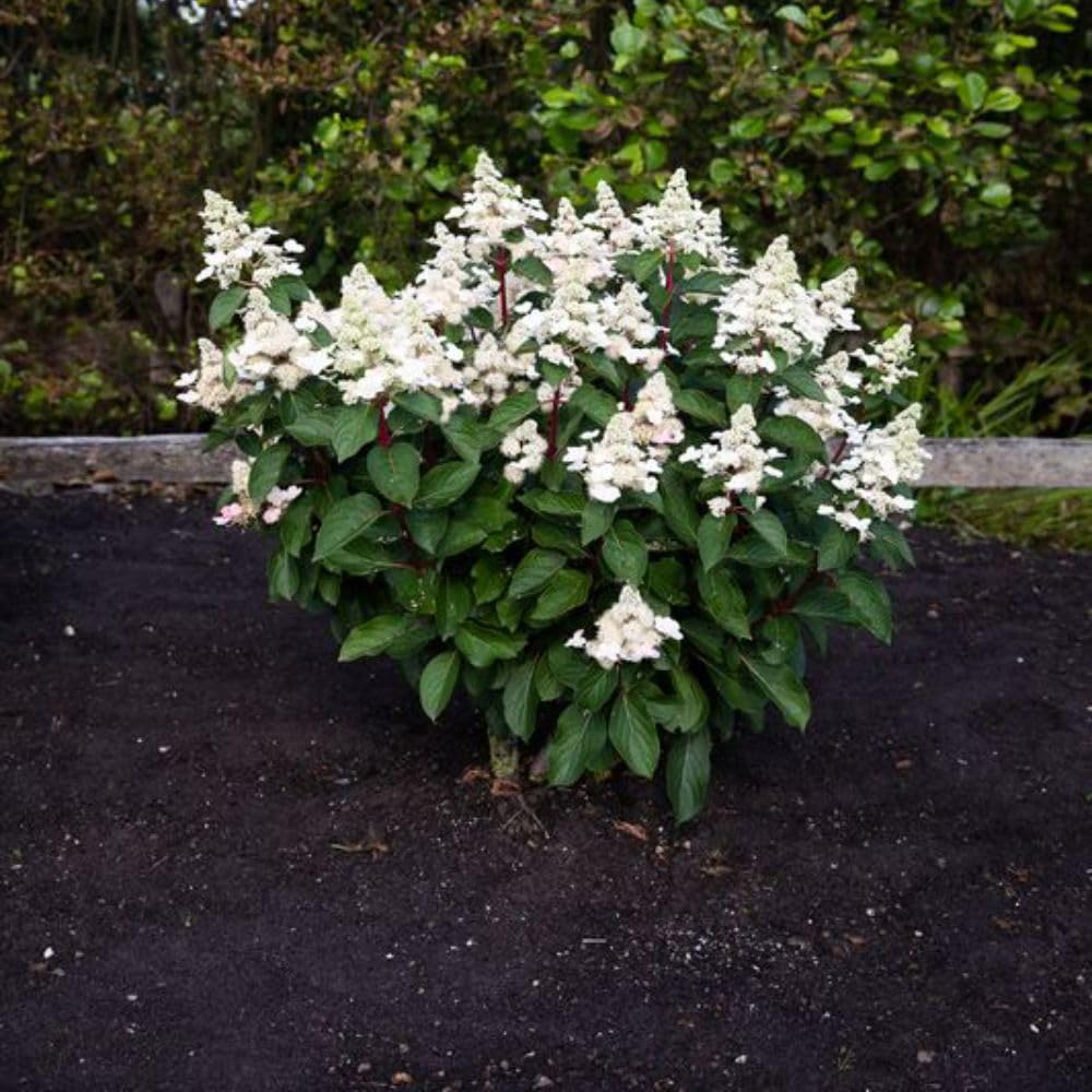 Thompson and Morgan Hydrangea Paniculata Living Infinity Plant Pot 1L Image 2