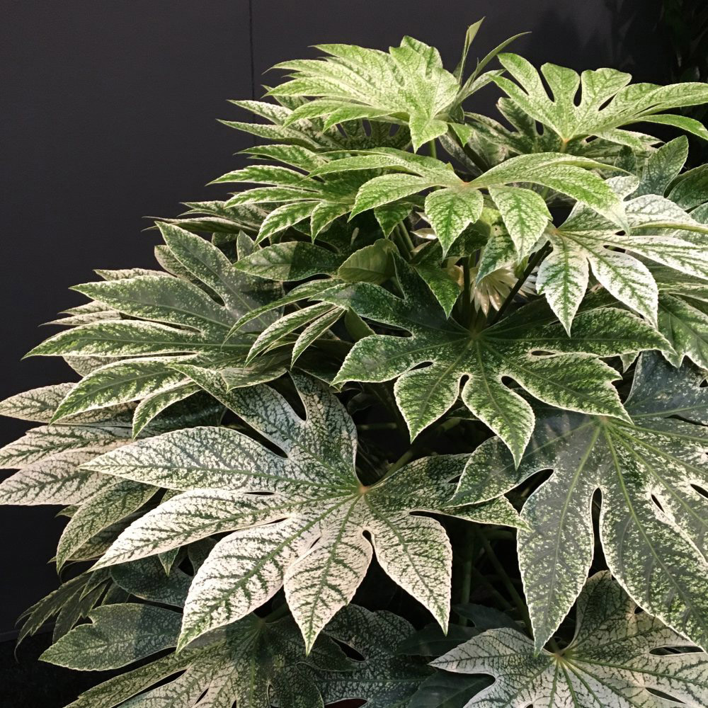 Thompson and Morgan Fatsia Japonica Plant Pot 17cm 2 Pack Image 1