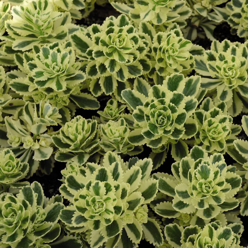 Thompson and Morgan Sedum Atlantis Potted Plant 9cm 3 Pack Image 2