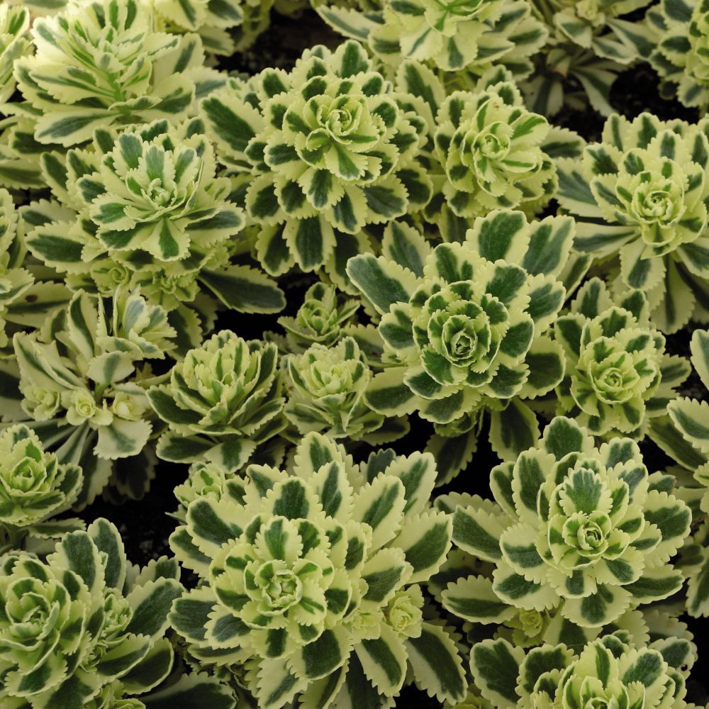 Thompson and Morgan Sedum Atlantis Potted Plant 9cm 5 Pack Image 2