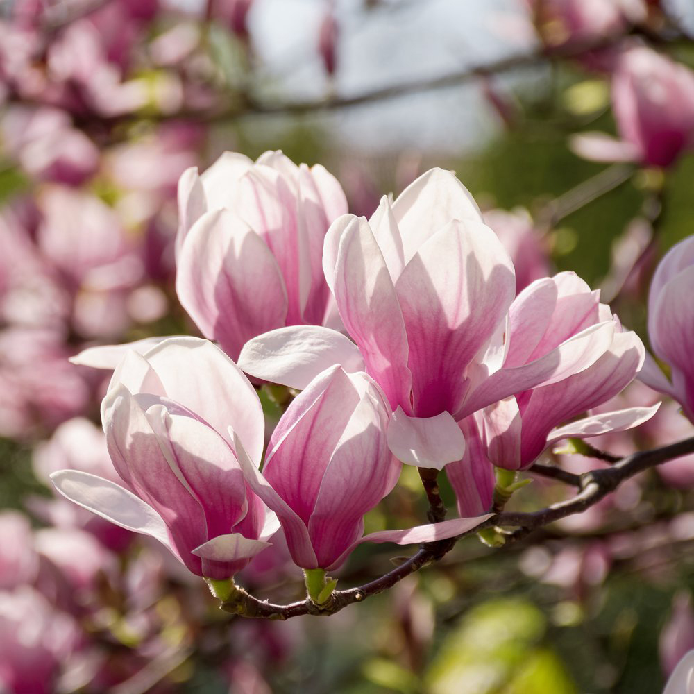 Thompson and Morgan Standard Magnolia Red Lucky Grafted Bare Root Image 3