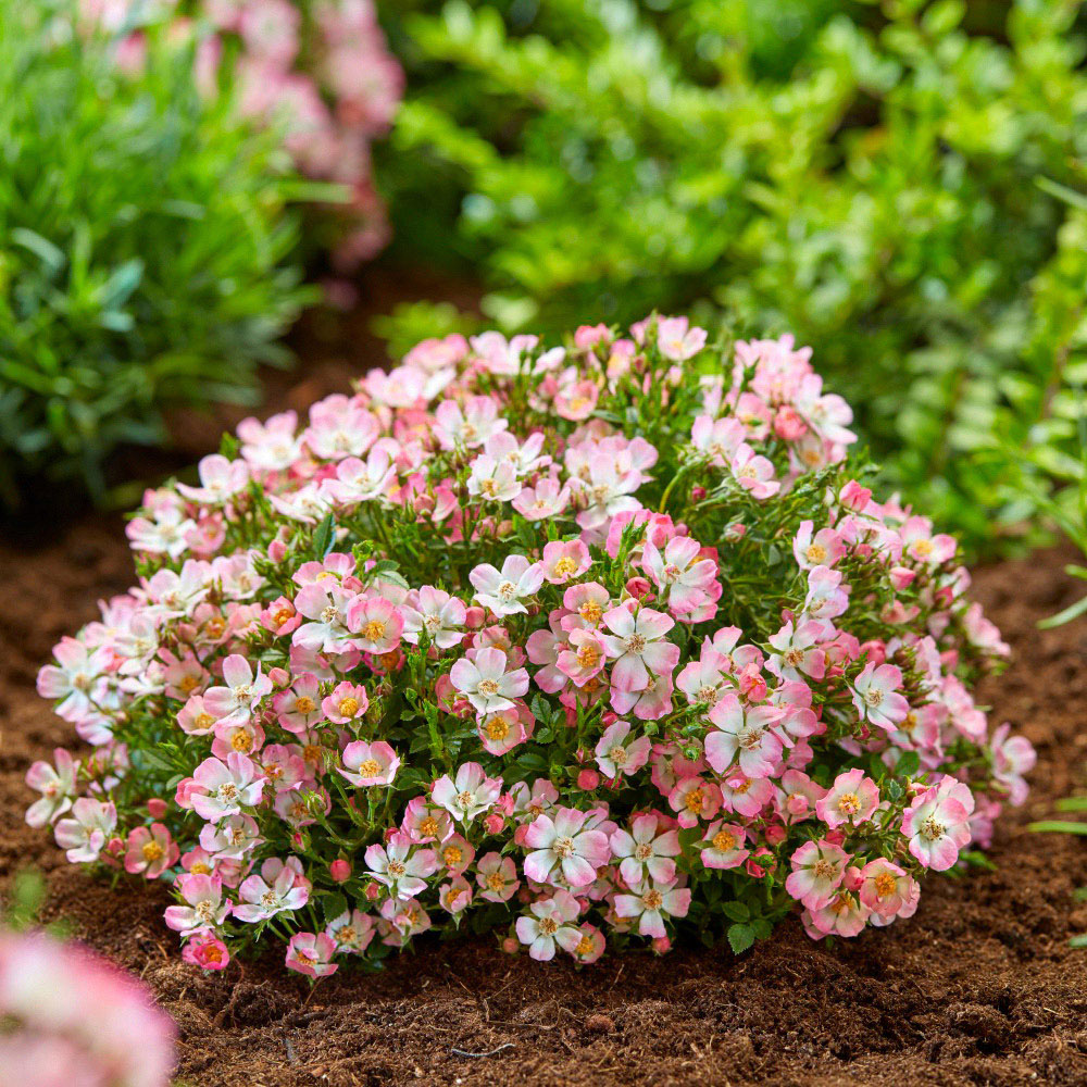 Thompson and Morgan Rosa Cutie Pie Potted Plant 12cm 2 Pack Image 3