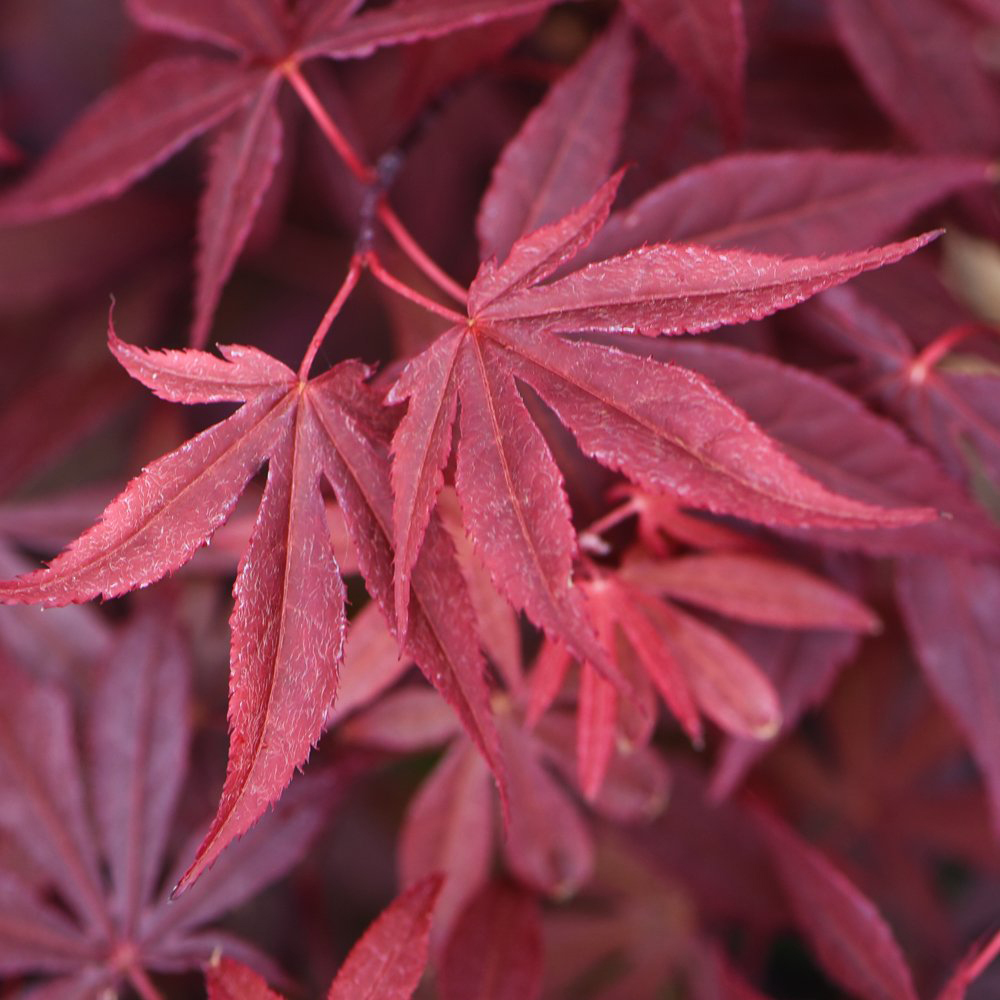 Thompson and Morgan Acer Palmatum Atropurpureum Plant Pot 7cm 3 Pack Image 1
