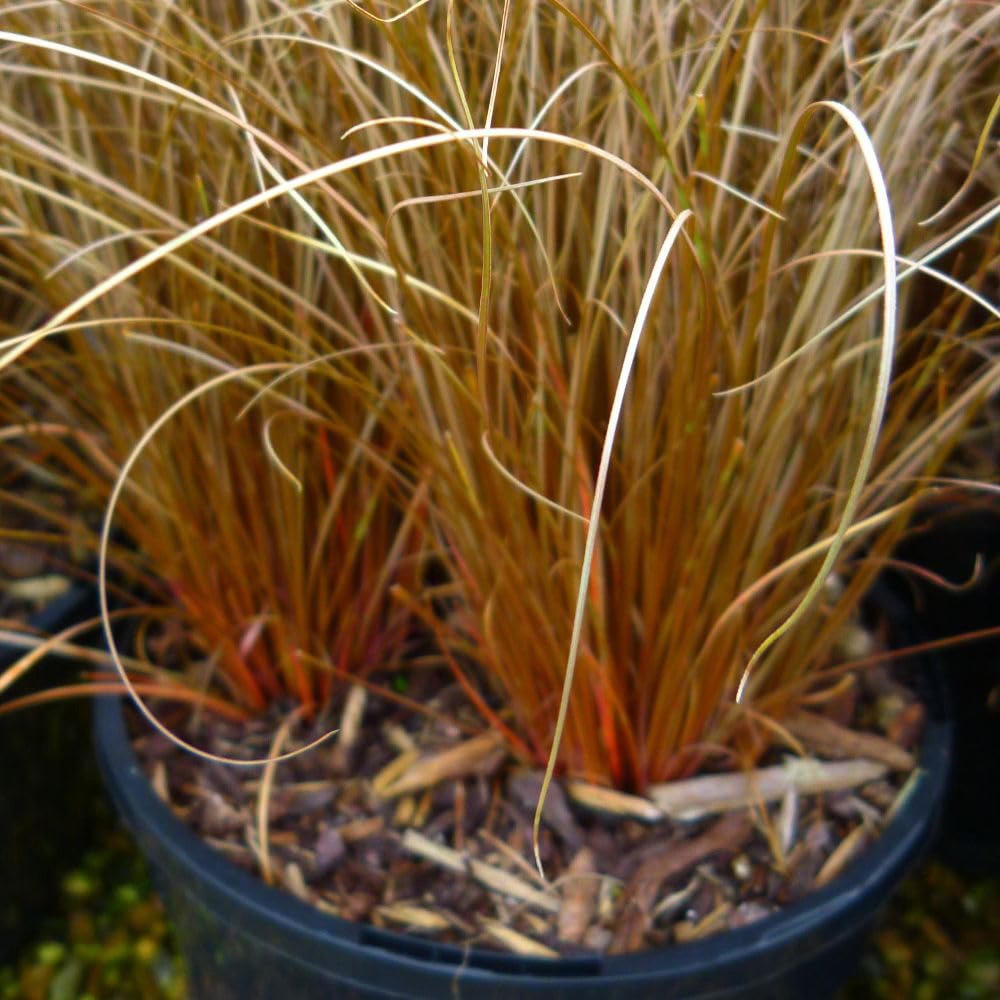 Thompson and Morgan Carex Comans Bronze Plant Pot 9cm Image 2