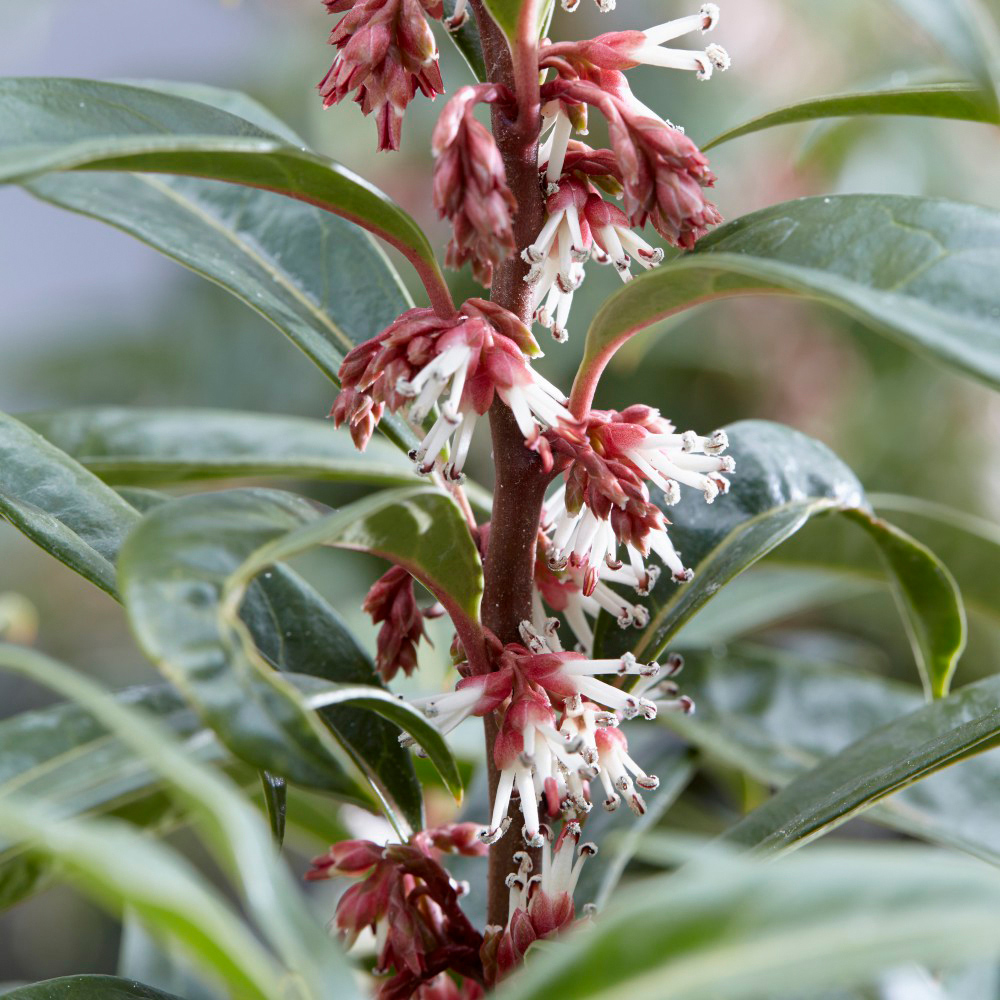 Thompson and Morgan Sarcococca Winter Gem Plant Pot 3L Image 5