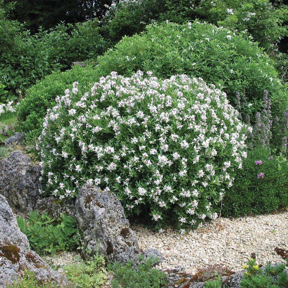 Thompson and Morgan Daphne Eternal Fragrance Pot 9cm 2 Pack Image 5