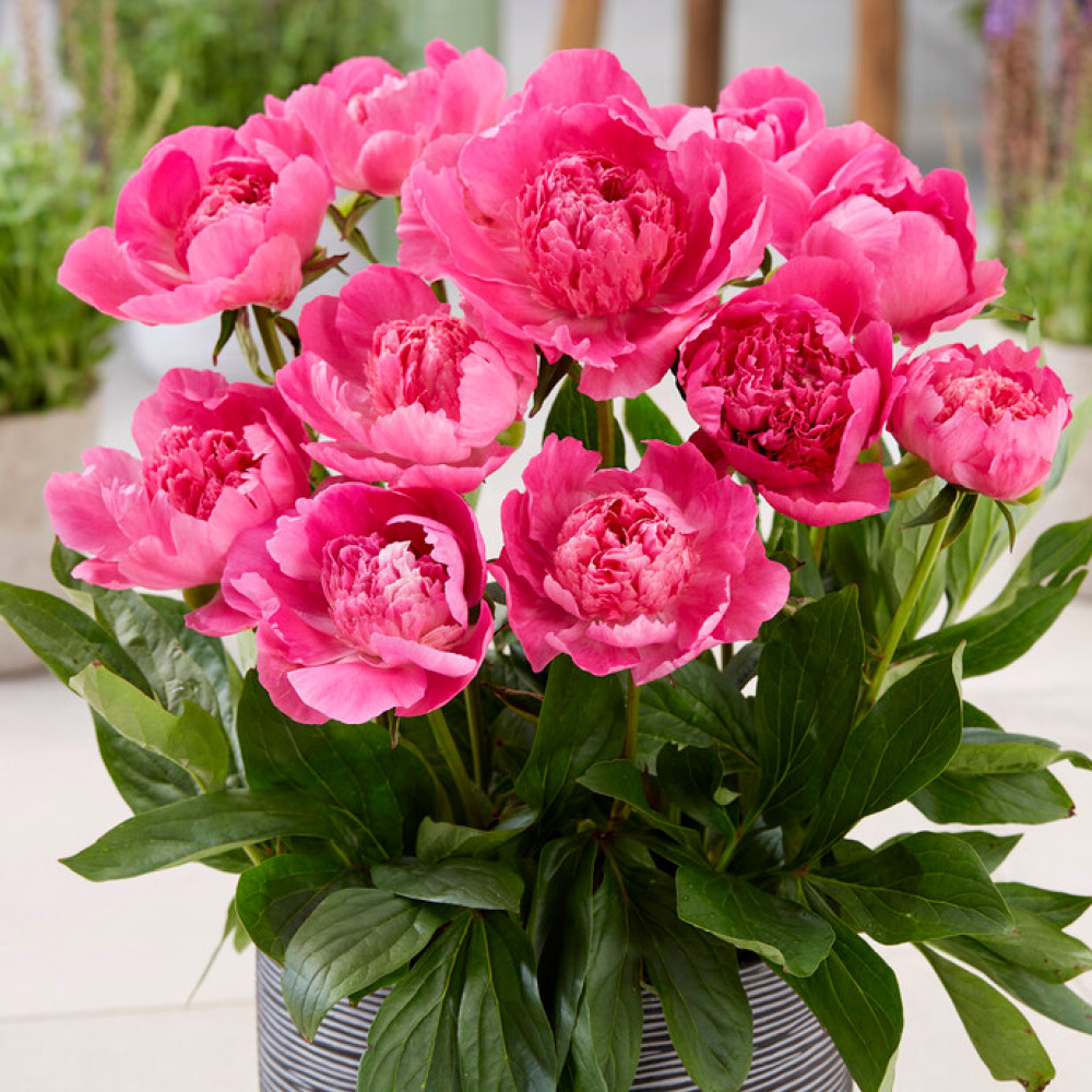 YouGarden Patio Peony Bare Root Collection 3 Pack Image 4