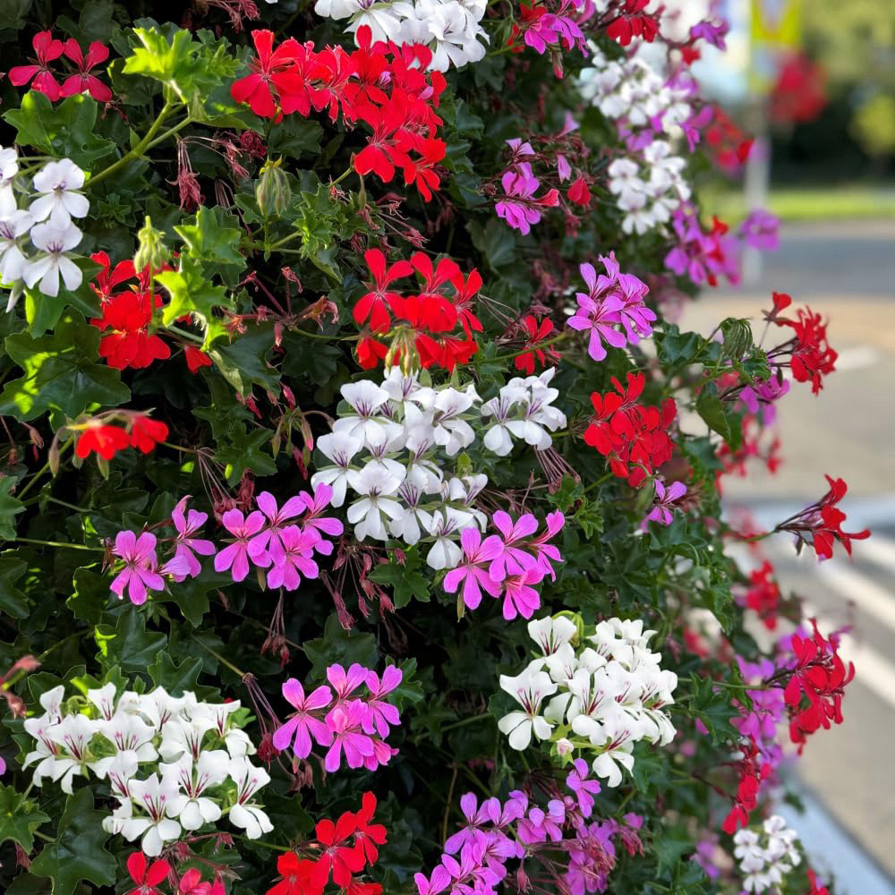 Thompson and Morgan Geranium Peltatum Trio Plant Pot 10.5cm 3 Pack Image 1