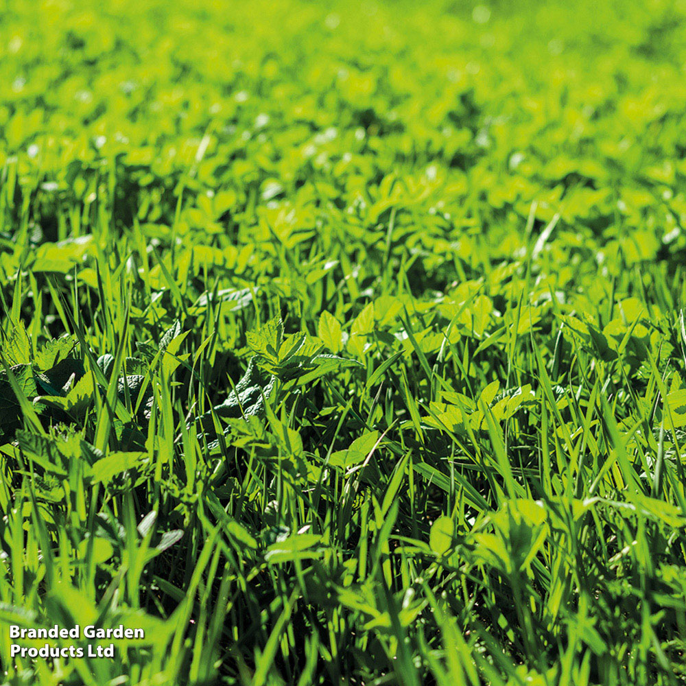 Thompson and Morgan Green Manure Seeds Image 2