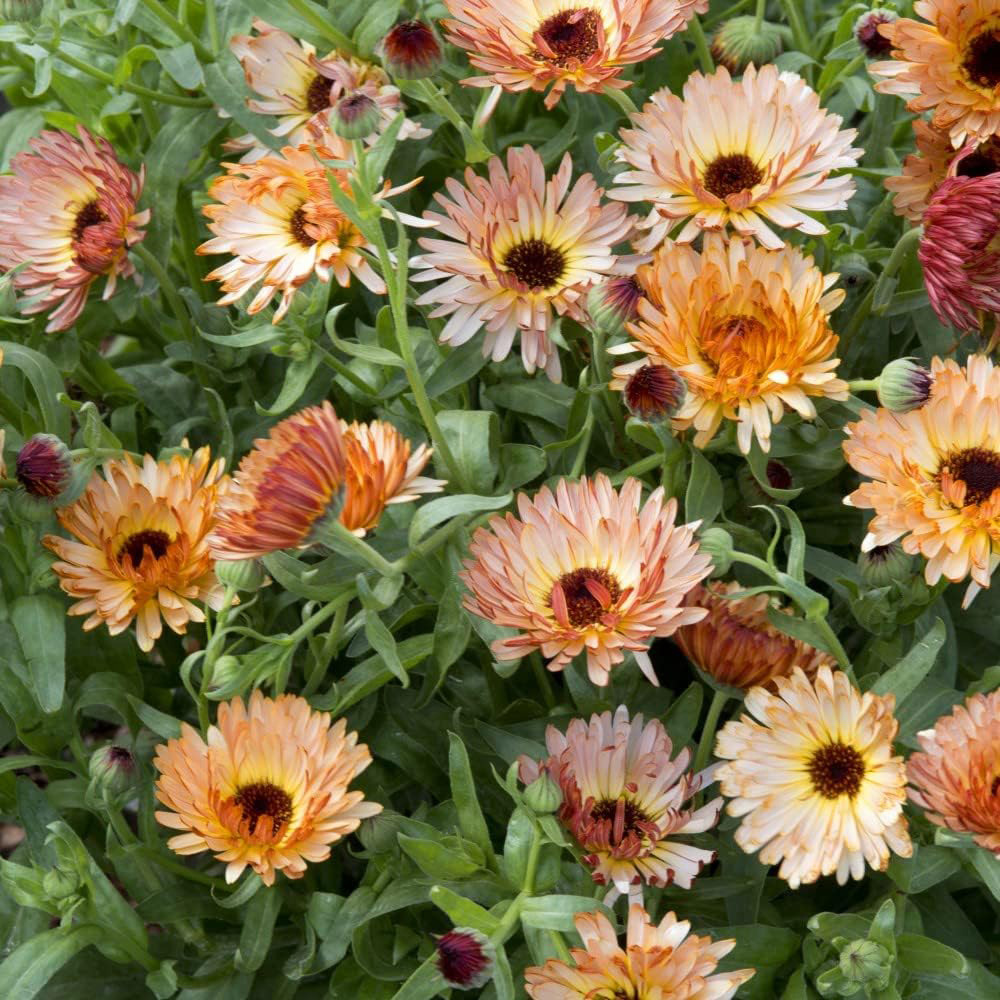Thompson & Morgan Calendula Orange Flash 200 Seeds Packet Image 4