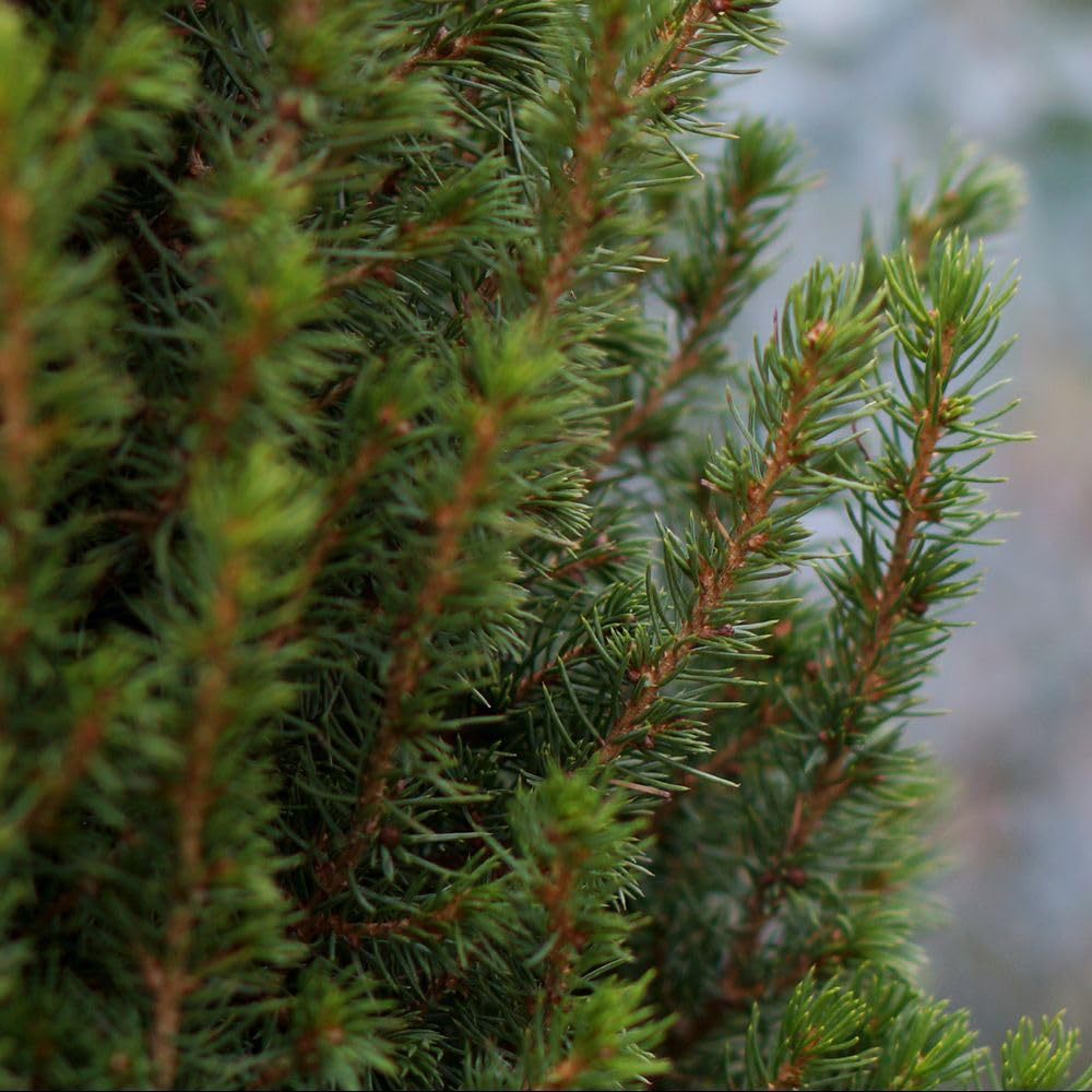 Thompson and Morgan Picea Perfecta Plant Pot 5L Image 3