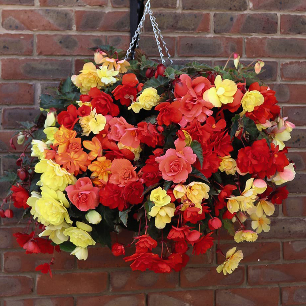 Thompson and Morgan Begonia Illumination Mixed Garden Ready Plant 15 Pack Image 2