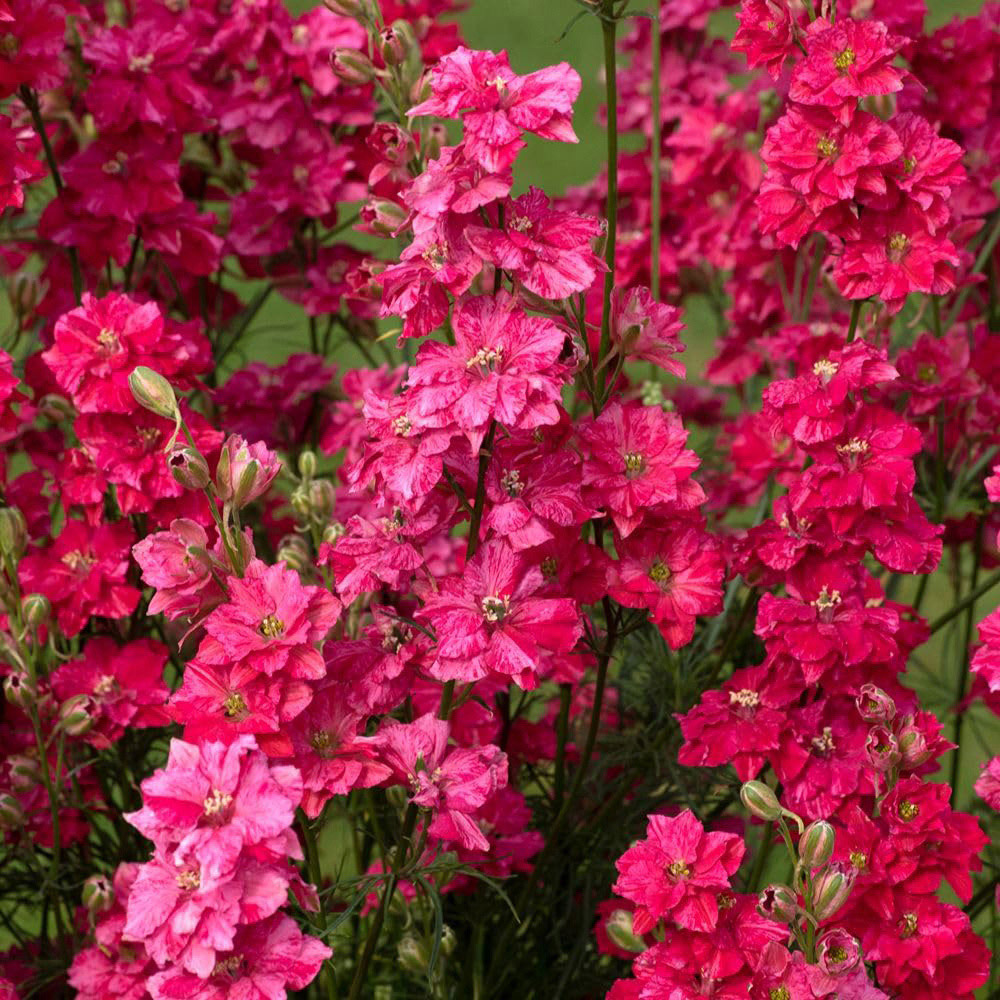 Thompson and Morgan King Size Scarlet Plant Plug 12 Pack Image 5
