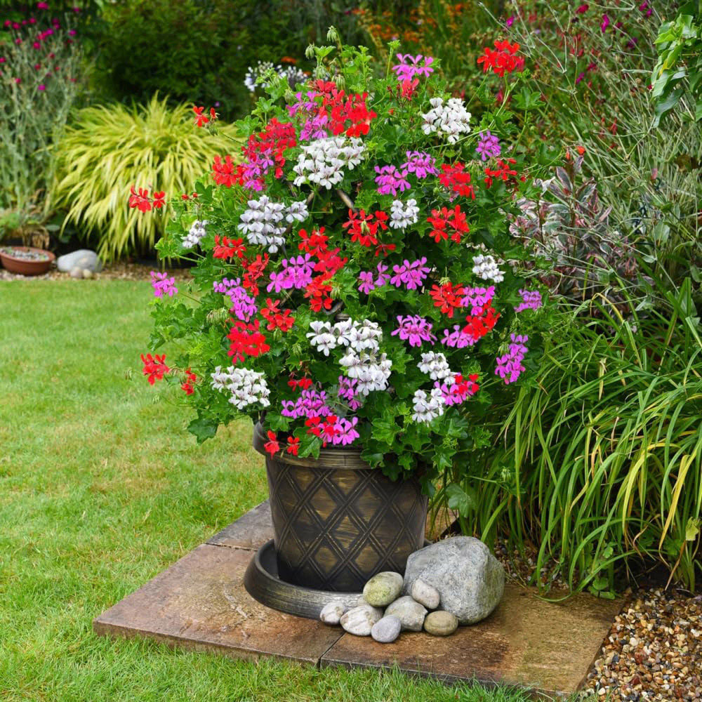 Thompson and Morgan Geranium Peltatum Trio Plant Pot 10.5cm 3 Pack Image 4