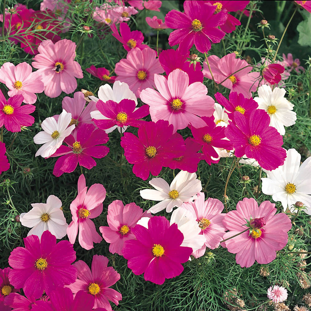 YouGarden Cosmos Sonata Mixed Garden Ready Plant 20 Pack Image 2