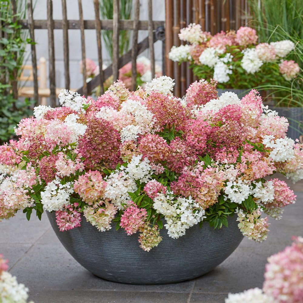 Thompson and Morgan Hydrangea Paniculata Groundbreaker Plant Pot 14cm 2 Pack Image 2