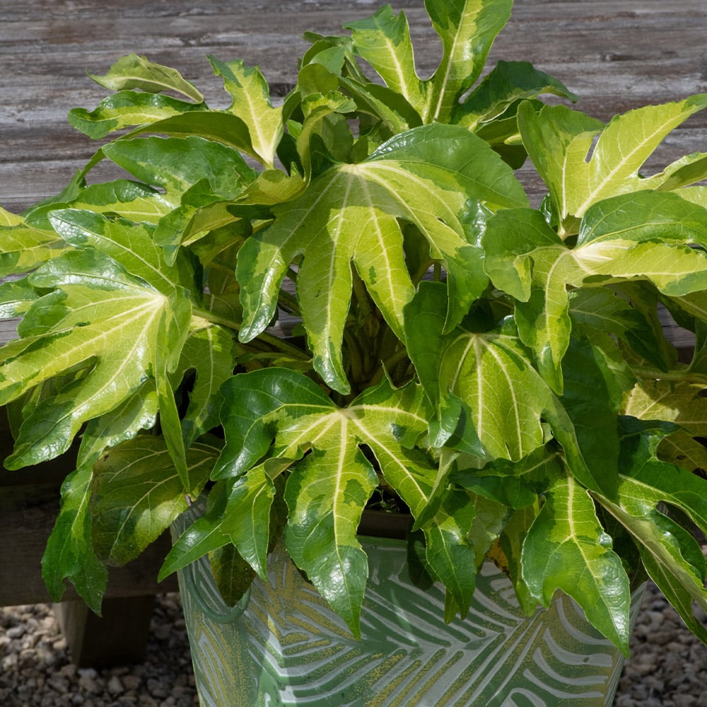YouGarden Fatsia Japonica Camouflage Plant Pot 3L Image 3