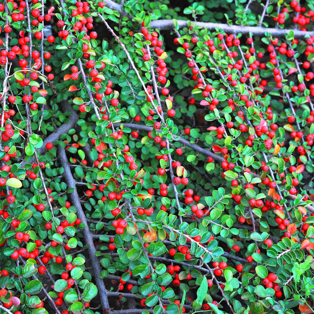 YouGarden Evergreen Shrub Collection 6 Pack Image 5