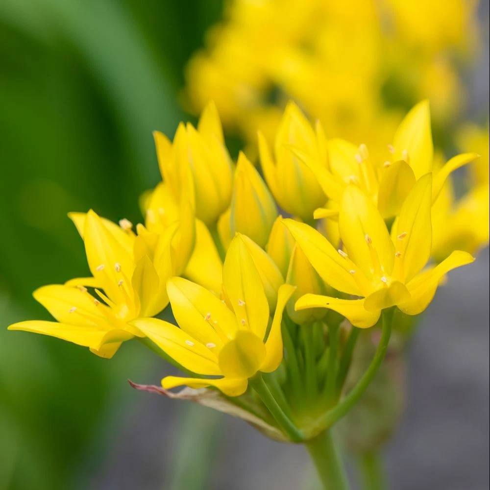 Thompson and Morgan Mixed Spring Planting Bulb 100 Pack Image 7