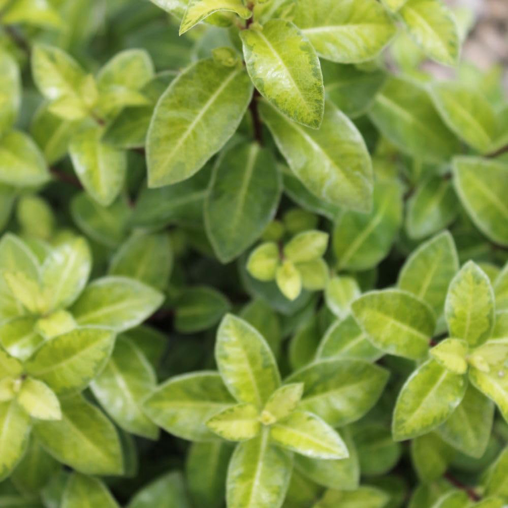 Thompson and Morgan Pittosporum Tenuifolium Golden Ball Plant Pot 9cm 3 Pack Image 3