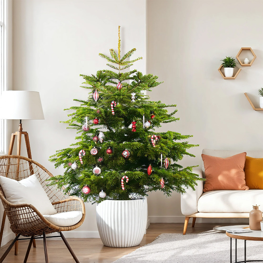 GardenersDream Nordmann Fir Cut Real Christmas Tree 3ft - Delivery 7th - 11th December Image 2