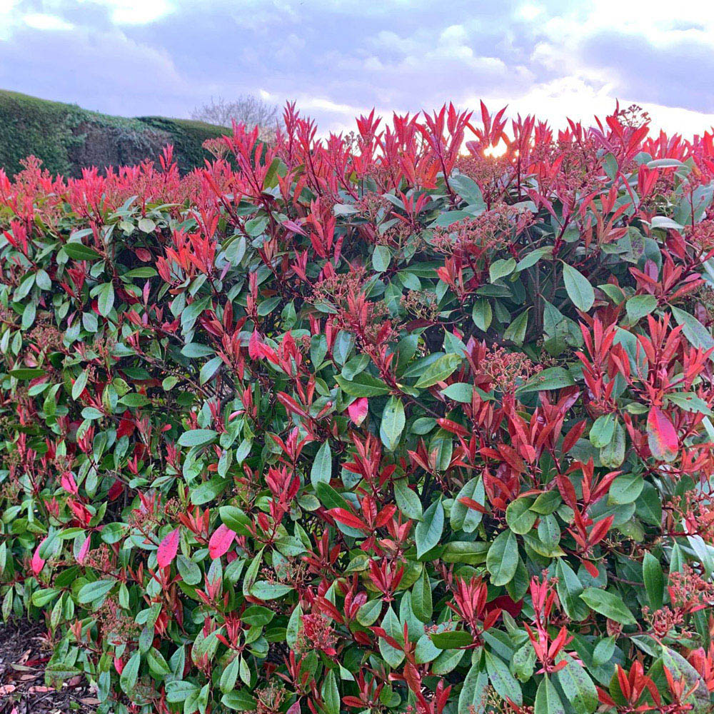 Thompson and Morgan Photinia Fraserii Red Robin Plant Pot 2L Image 5