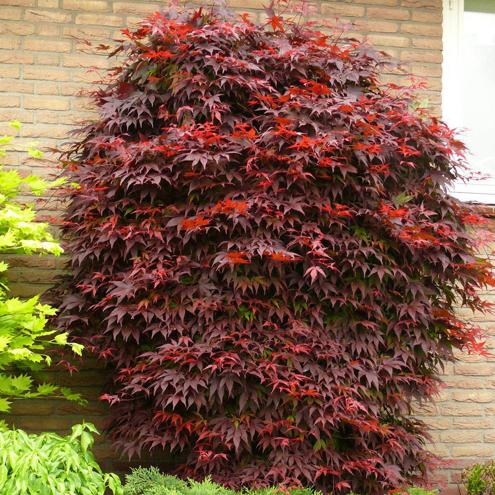 Thompson and Morgan Acer Palmatum Atropurpureum Plant Pot 7cm 3 Pack Image 5