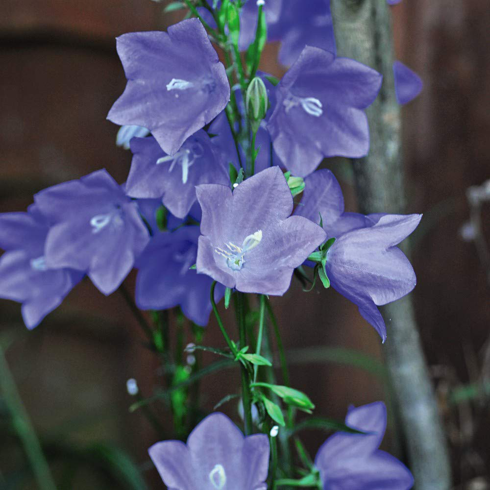 Thompson and Morgan Campanula Persicifolia Takion Blue Garden Ready Plant 15 Pack Image 3