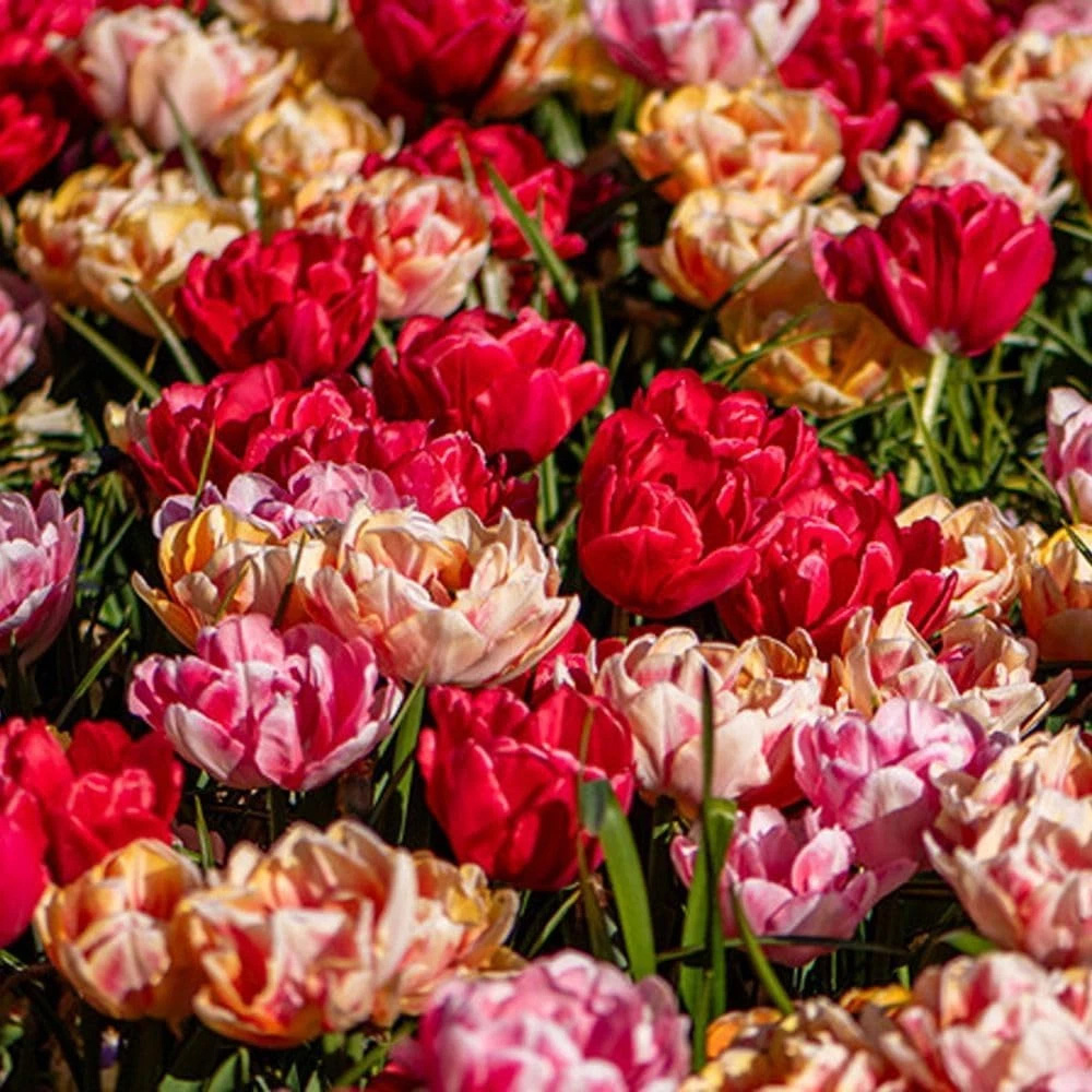 Thompson and Morgan Tulip Foxtrot Collection Planting Bulb 9 Pack Image 2