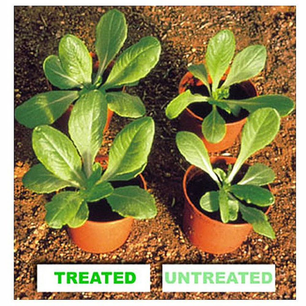 Thompson and Morgan Maxicrop Original Seaweed Extract 500ml Image 3