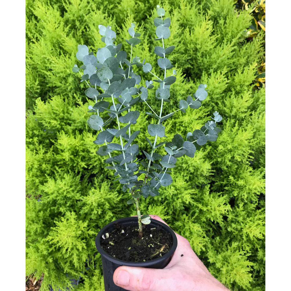 Thompson and Morgan Eucalyptus Gunnii Azura Plant Pot 9cm 3 Pack Image 7