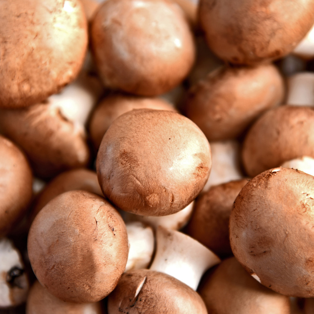 YouGarden Brown Mushroom Grow Kit 3L Image 3