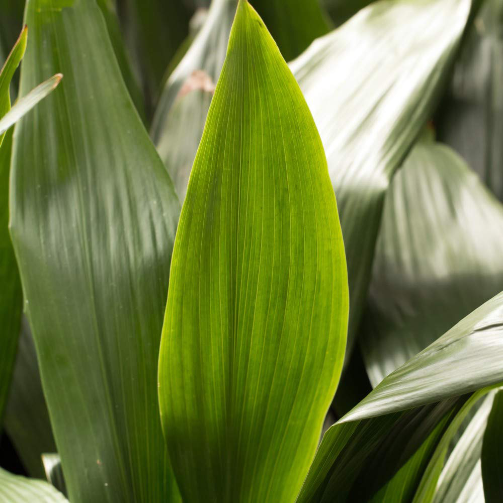 Thompson & Morgan Aspidistra Cast Iron Plant Elatior Potted Plant Image 5