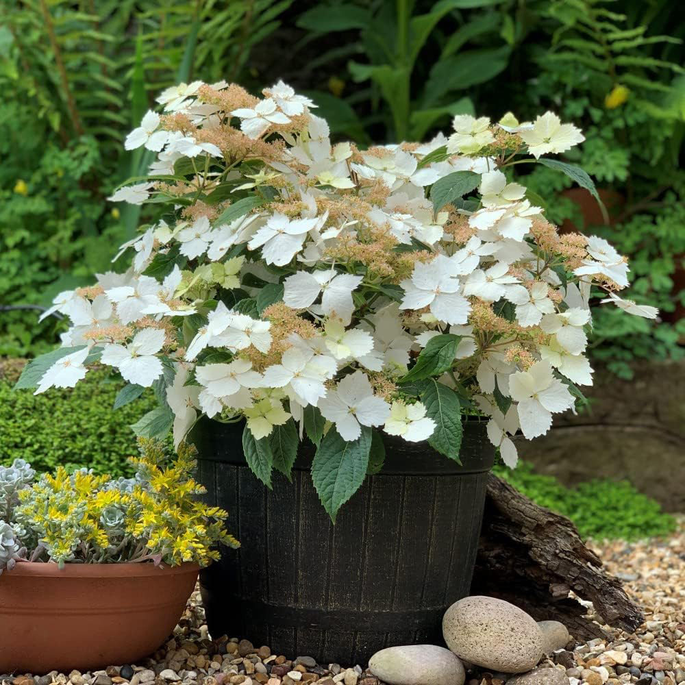Thompson and Morgan Hydrangea Cloud Nine Plant Pot 9cm Image 3