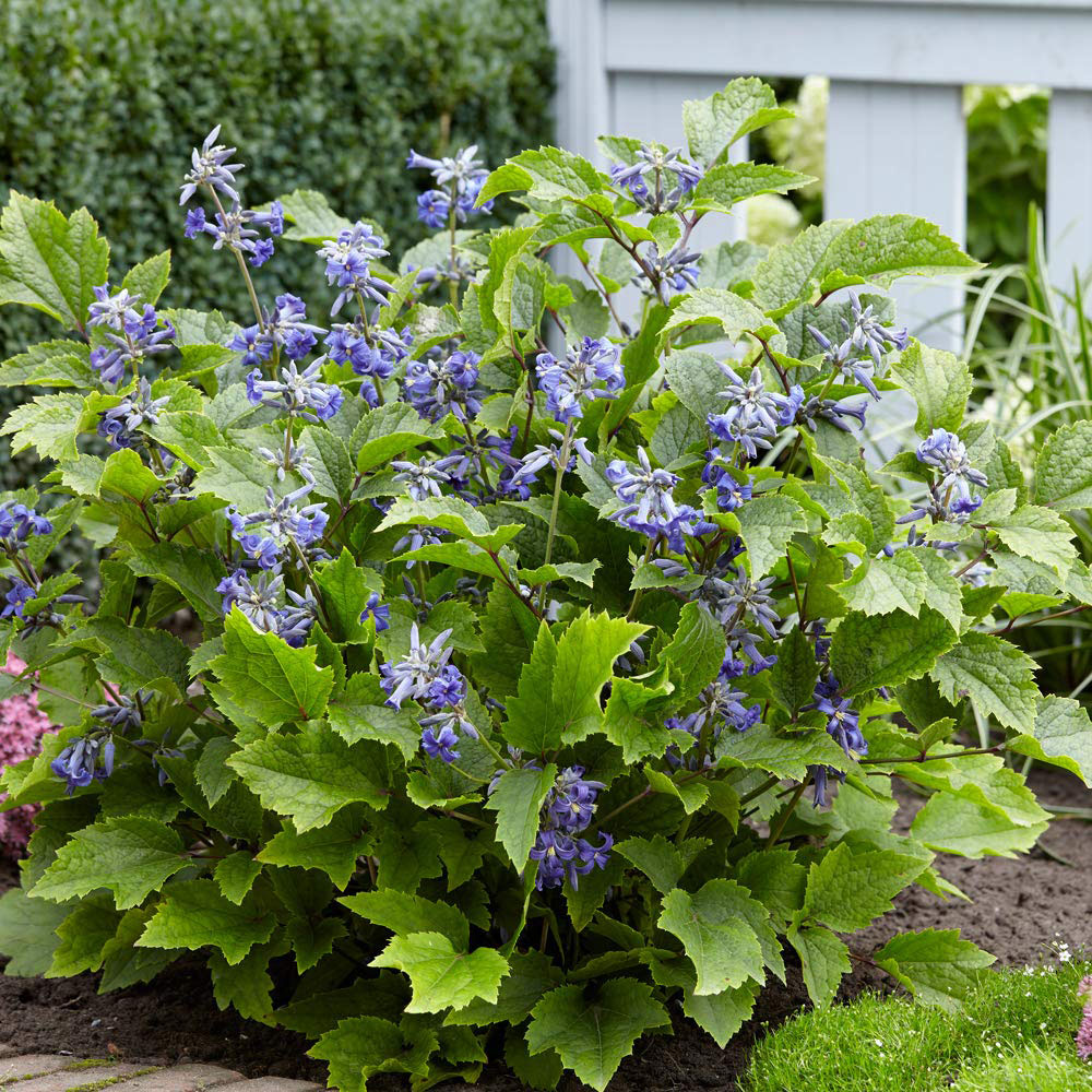 Thompson and Morgan Clematis New Love Plant Pot 7cm 2 Pack Image 2