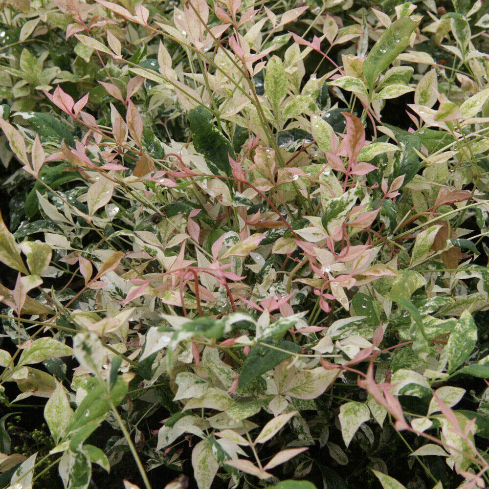 Thompson and Morgan Nandina Twilight Potted Plant 9cm Image 2