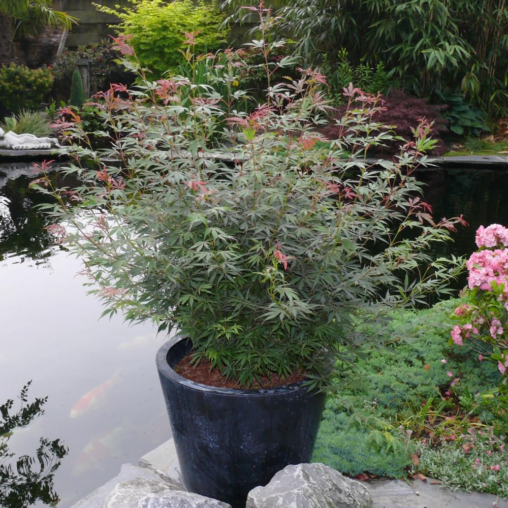 Thompson and Morgan Acer Palmatum Jerre Schwartz Plant Pot 3L Image 3