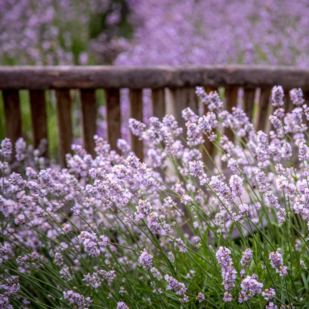 Thompson and Morgan Nurserymans Choice Perennial Cottage Garden Plant Pot 9cm 18 Pack Image 7