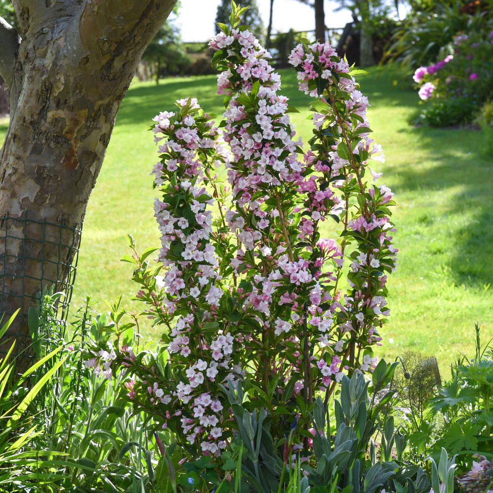 Thompson and Morgan Weigela Towers of Flowers Apple Blossom Plant Pot 9cm Image 4