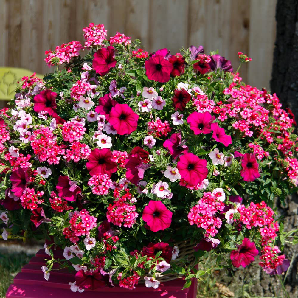 Thompson and Morgan Eton Mess Preplanted Hanging Basket 35cm Image 3