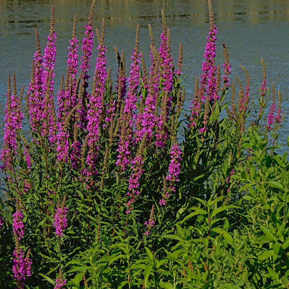 Thompson and Morgan Lythrum Salicaria Plant Pot 1L Image 3