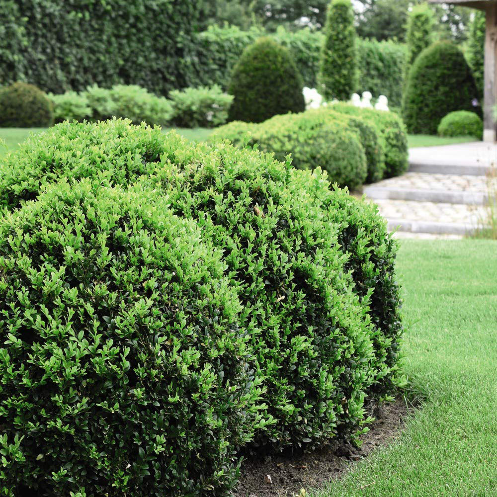 Thompson and Morgan Buxus Sempervirens Plant Pot 9cm 10 Pack Image 5