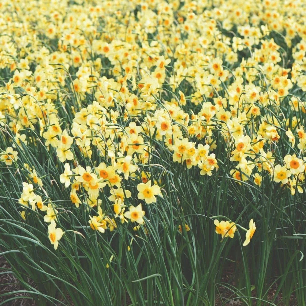 Thompson and Morgan Daffodil Jonquilla Suzy Planting Bulb 8 Pack Image 3