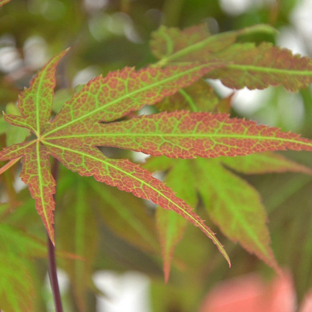 Thompson and Morgan Acer Palmatum Atropurpureum Plant Pot 7cm 3 Pack Image 4
