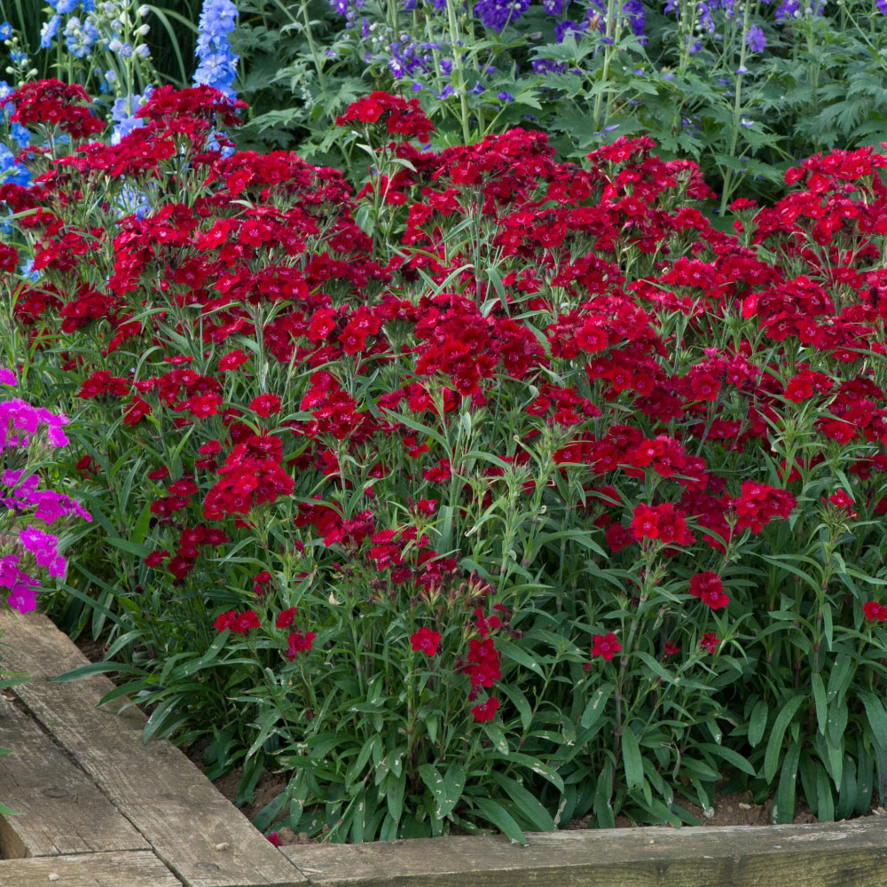 Thompson and Morgan Dianthus Pinks Rocking Red Plant Plug 24 Pack Image 2